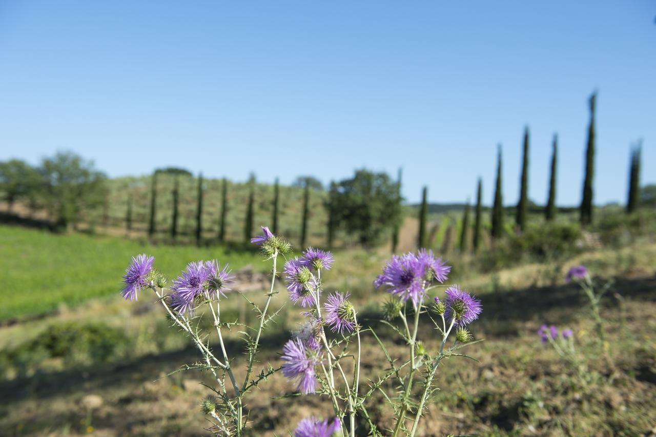 Agriturismo Poggio Corbello La Pesta Extérieur photo